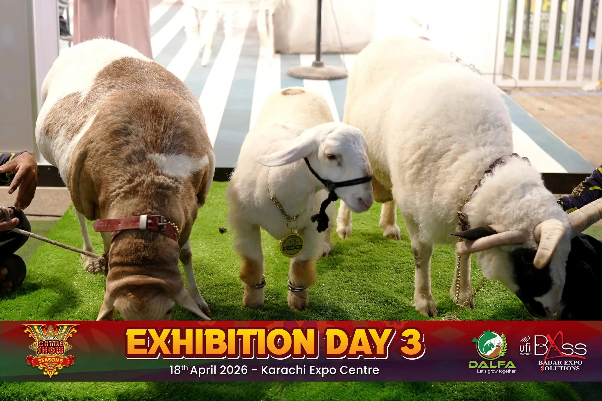 DALFA Cattle Show 2026